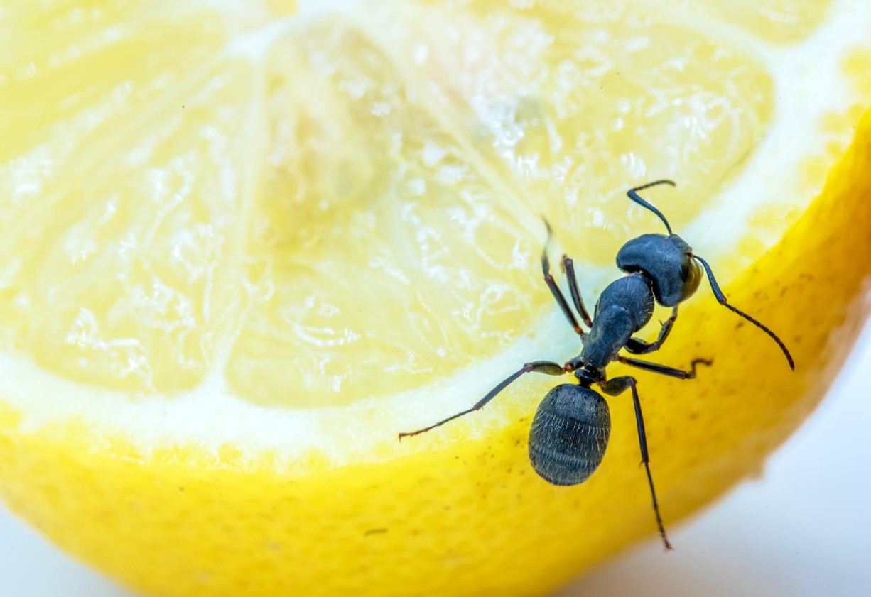 Top 5 måder at slippe af med insekter i hjemmet uden brug af kemikalier