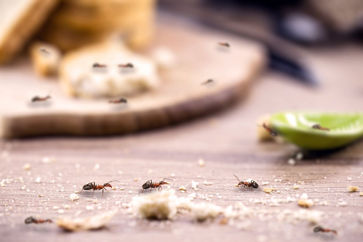 Top 5 måder at slippe af med insekter i hjemmet uden brug af kemikalier