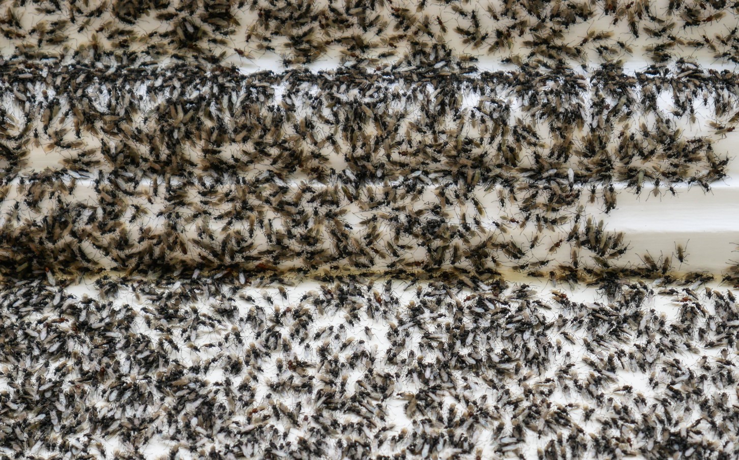 Top 5 måder at slippe af med insekter i hjemmet uden brug af kemikalier