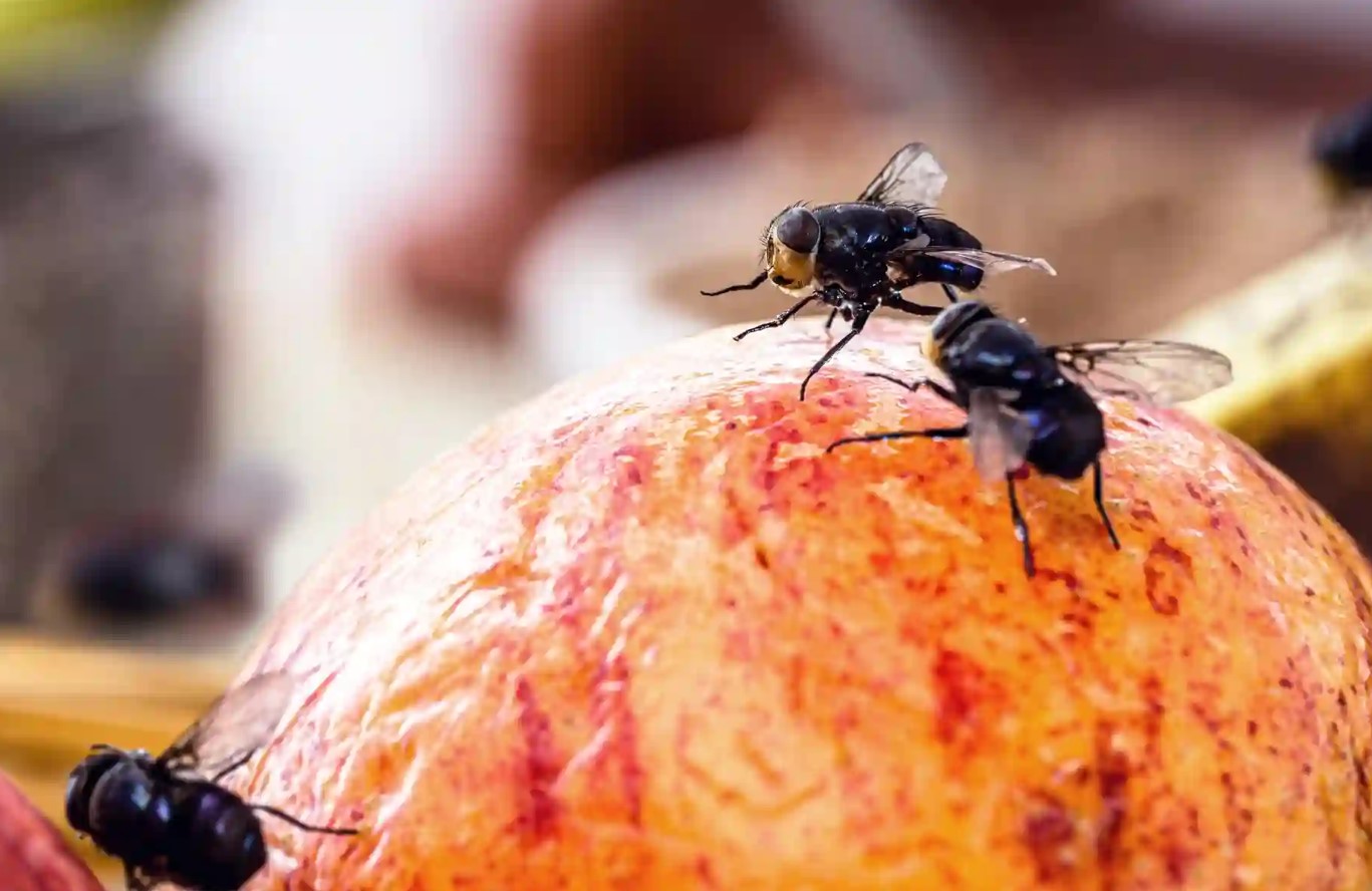 Top 5 måder at slippe af med insekter i hjemmet uden brug af kemikalier