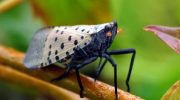 4 af de værste invasive insekter, du skal holde øje med i din have