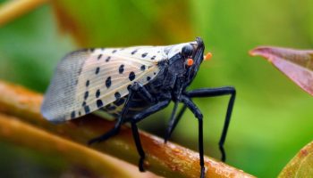 4 af de værste invasive insekter, du skal holde øje med i din have