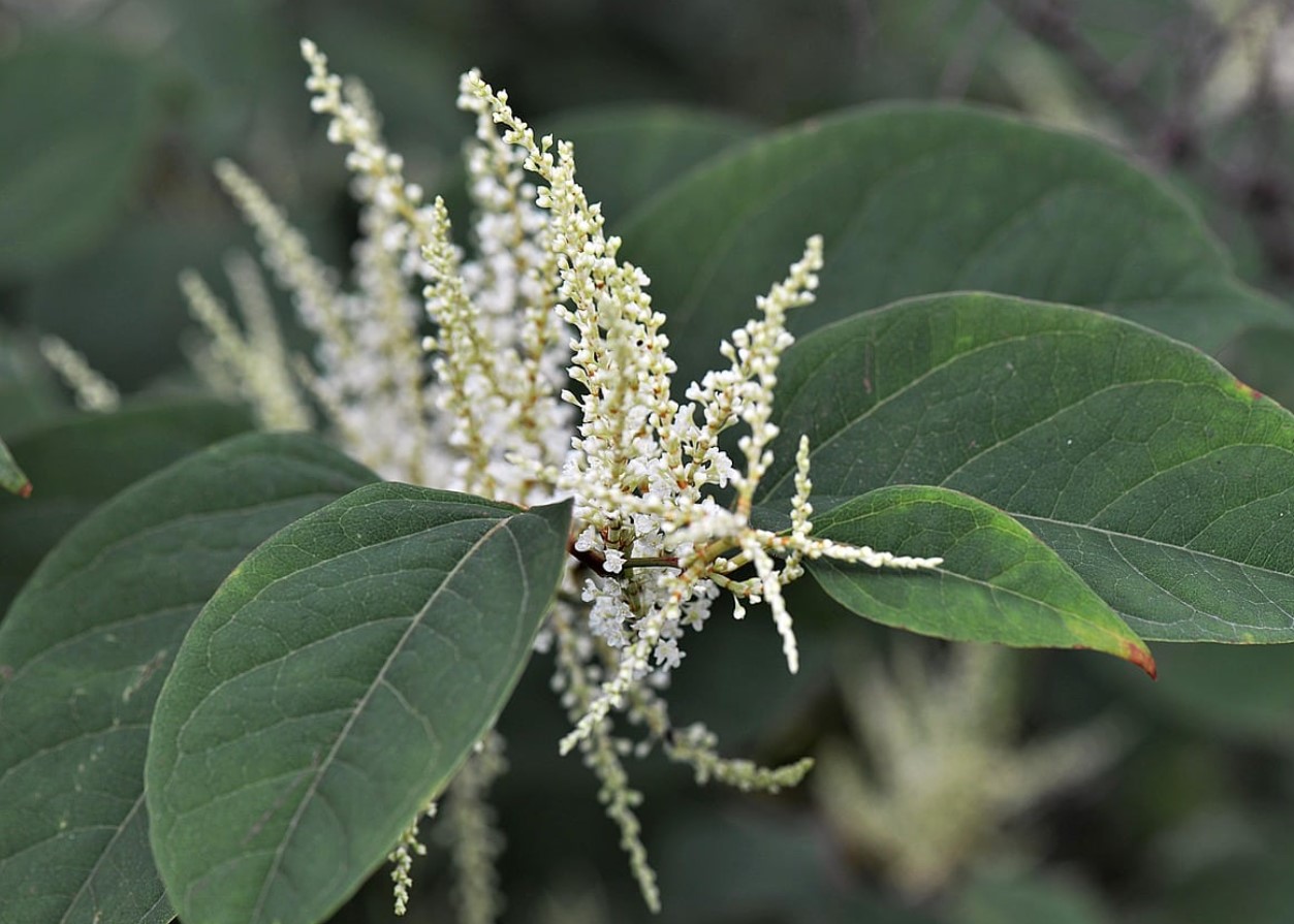japanese knotweed