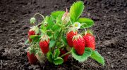 Katastrofal plante, der vil dræbe dine jordbær, hvis den plantes tæt på dem