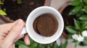 Hvorfor strør naboerne kaffegrums under solbærbuskene? Svaret vil overraske dig
