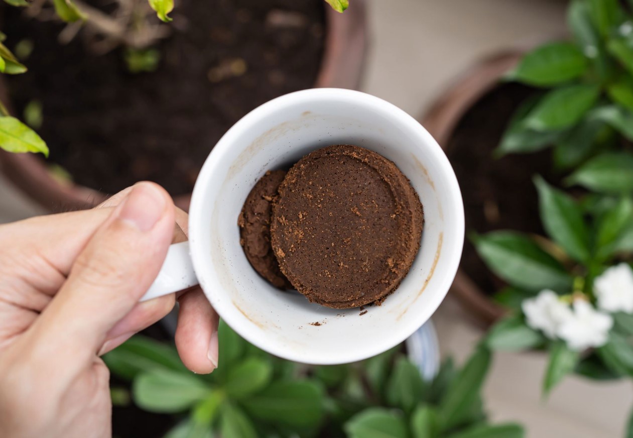 Hvorfor strør naboerne kaffegrums under solbærbuskene? Svaret vil overraske dig