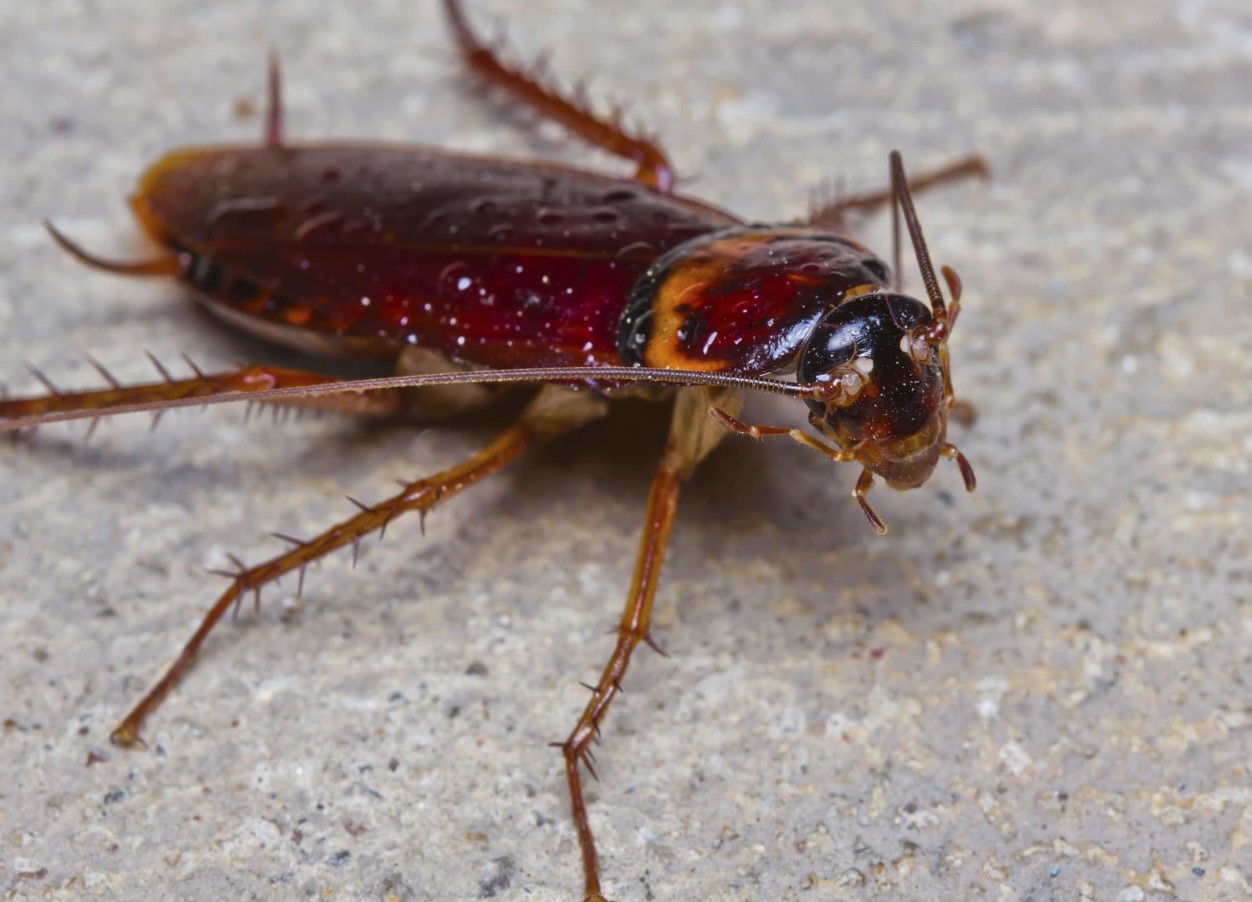 1 kugle i hjørnet – og kakerlakkerne forsvinder for evigt: en gennemprøvet metode til bekæmpelse af insekter