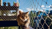 En altan kan være en stor berigelse for katte – forudsat at altanen er katte-sikker