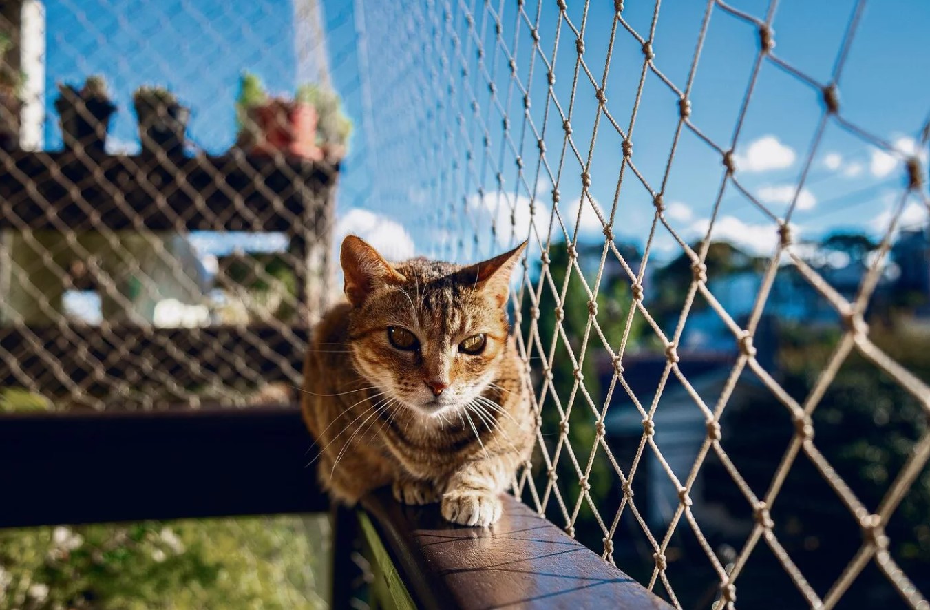 En altan kan være en stor berigelse for katte – forudsat at altanen er katte-sikker