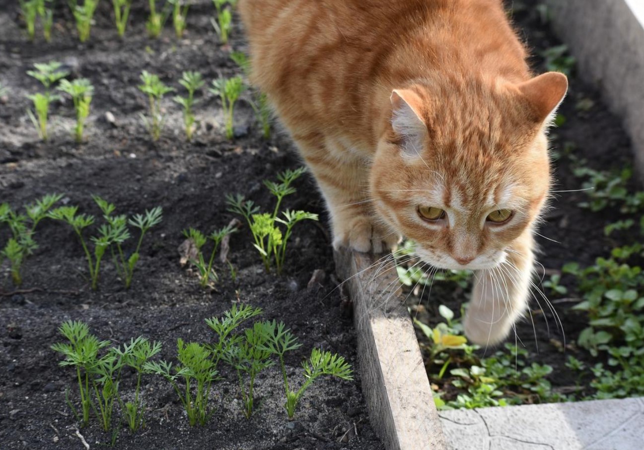 Stop katte i at bruge din have som toilet med en frugt, de hader lugten af