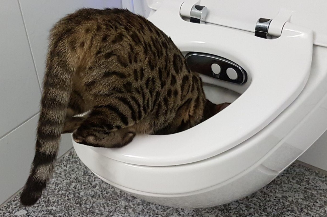 Hvordan man lærer en kat at drikke vand fra en skål og ikke fra toilettet: effektive råd