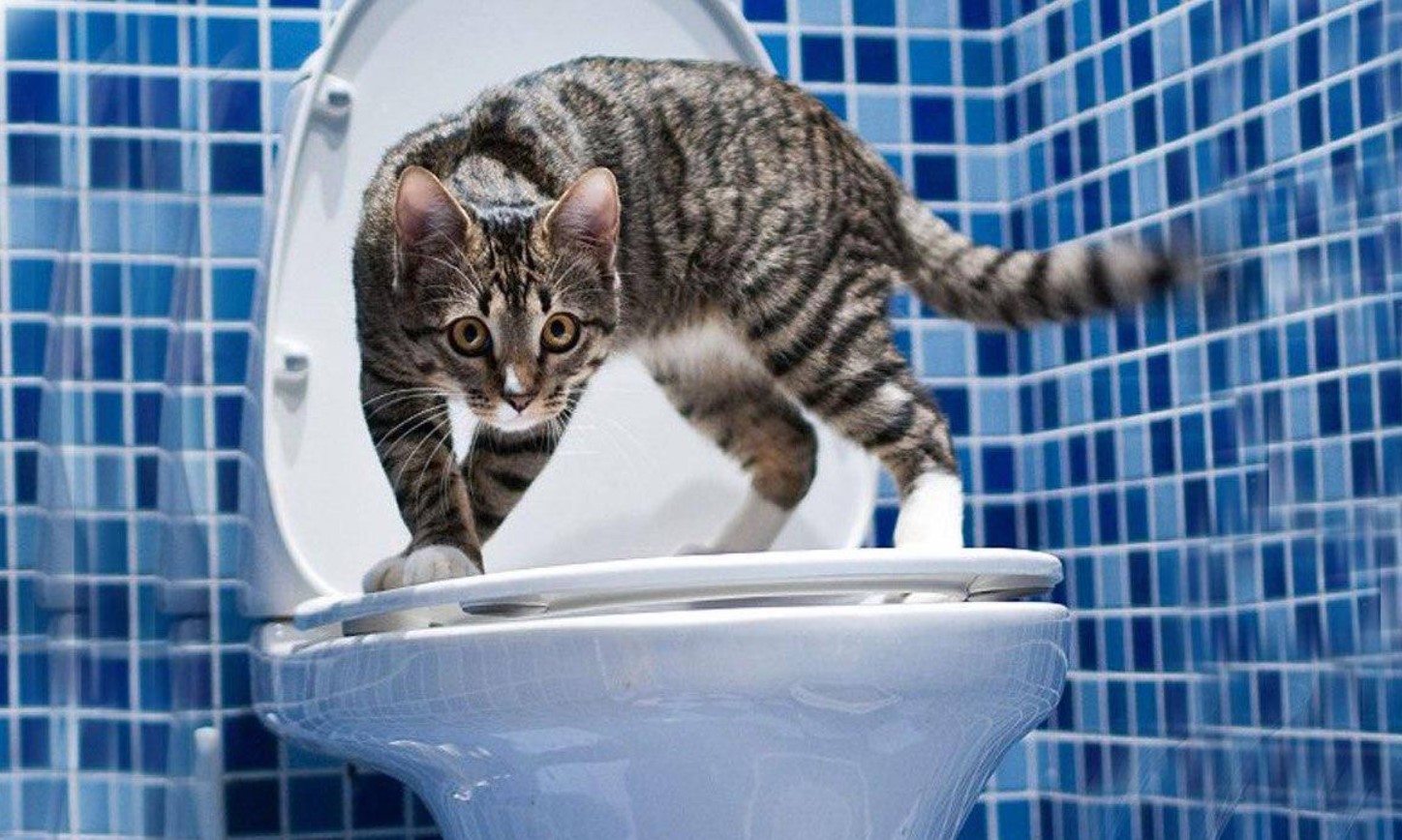 Hvordan man lærer en kat at drikke vand fra en skål og ikke fra toilettet: effektive råd