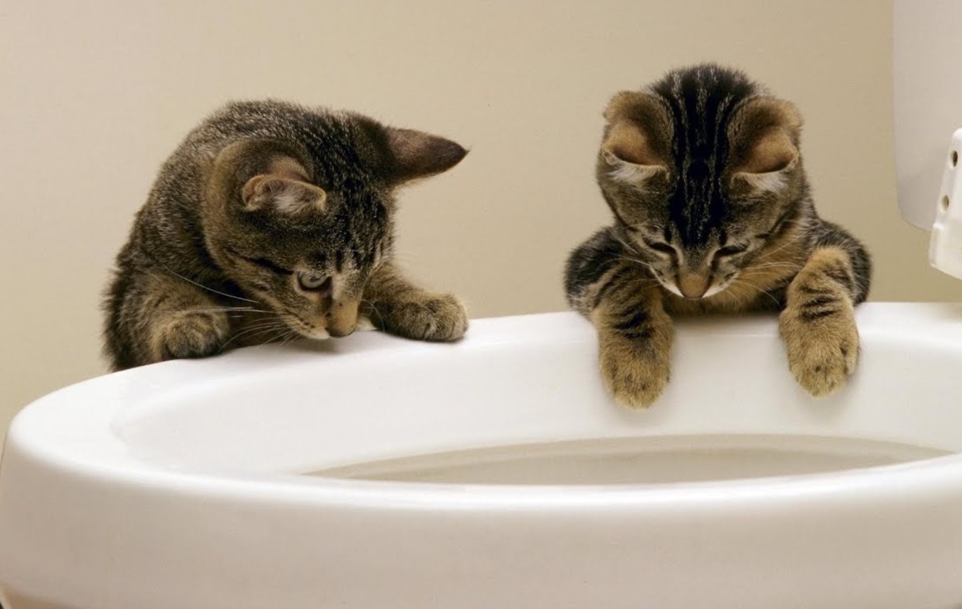 Hvordan man lærer en kat at drikke vand fra en skål og ikke fra toilettet: effektive råd