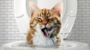 Hvordan man lærer en kat at drikke vand fra en skål og ikke fra toilettet: effektive råd