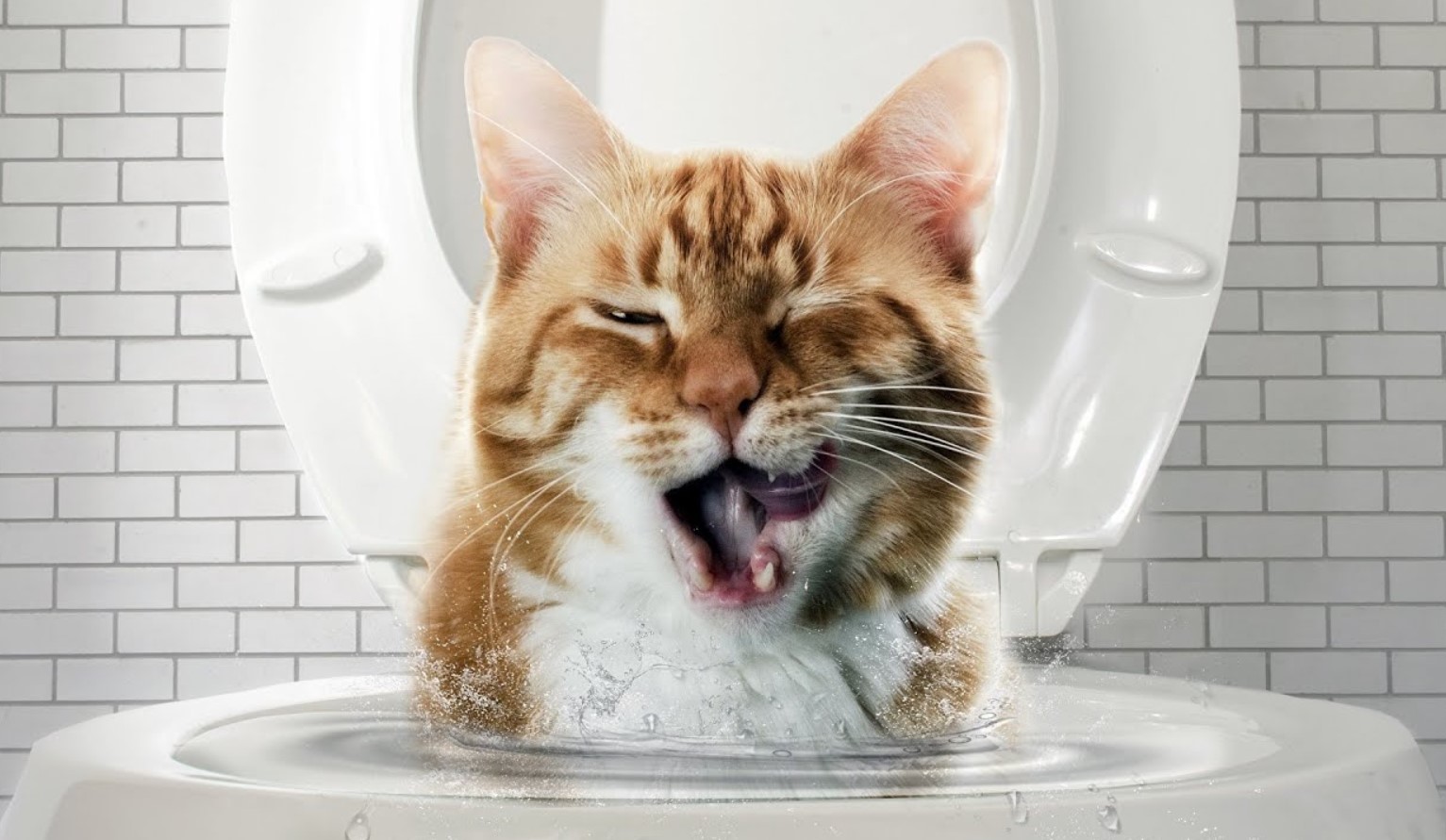 Hvordan man lærer en kat at drikke vand fra en skål og ikke fra toilettet: effektive råd