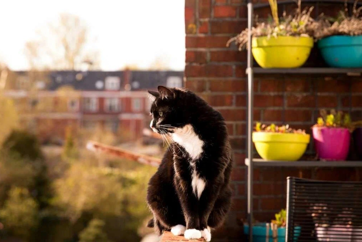 En altan kan være en stor berigelse for katte – forudsat at altanen er katte-sikker