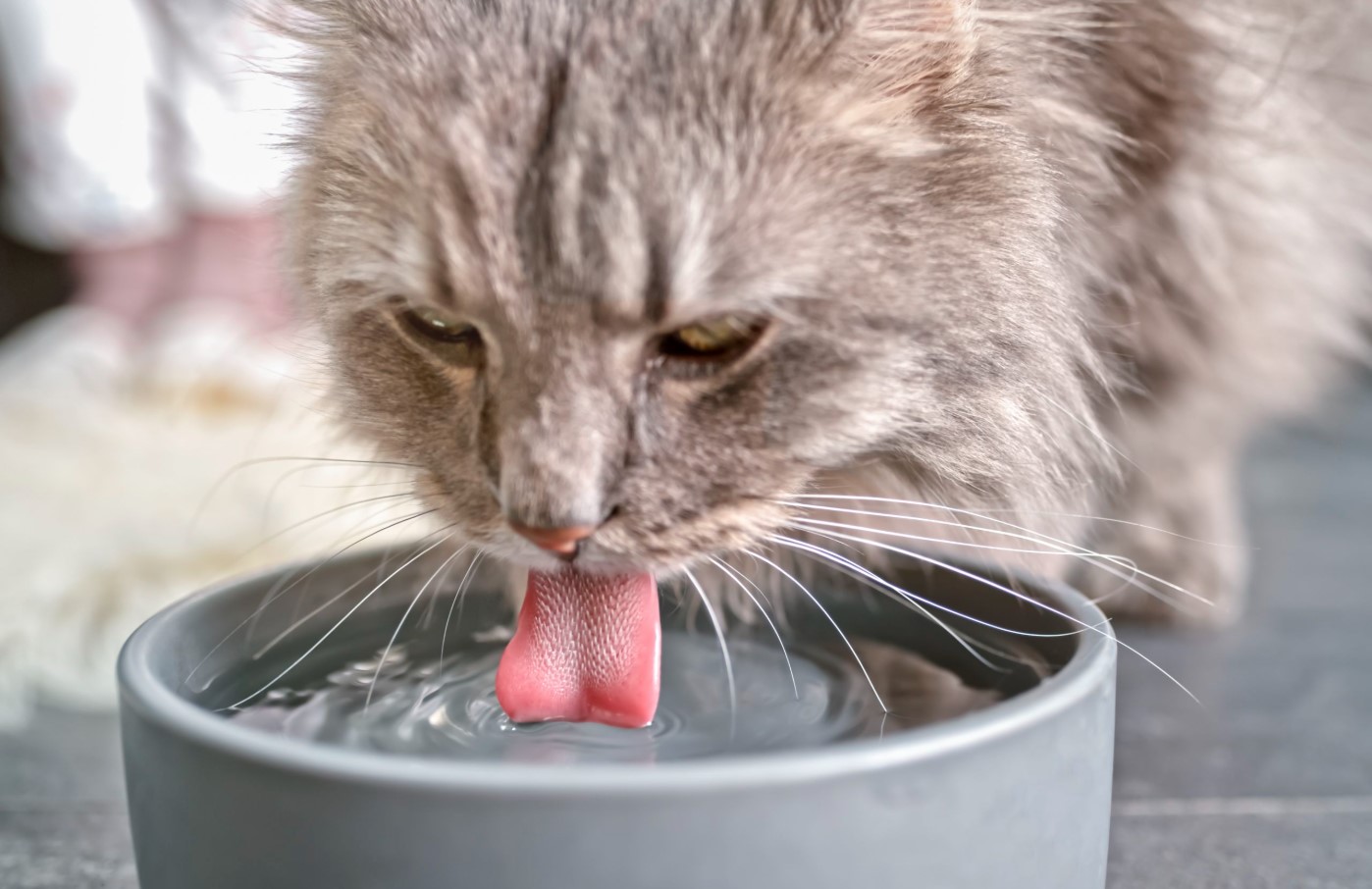 Hvordan man lærer en kat at drikke vand fra en skål og ikke fra toilettet: effektive råd