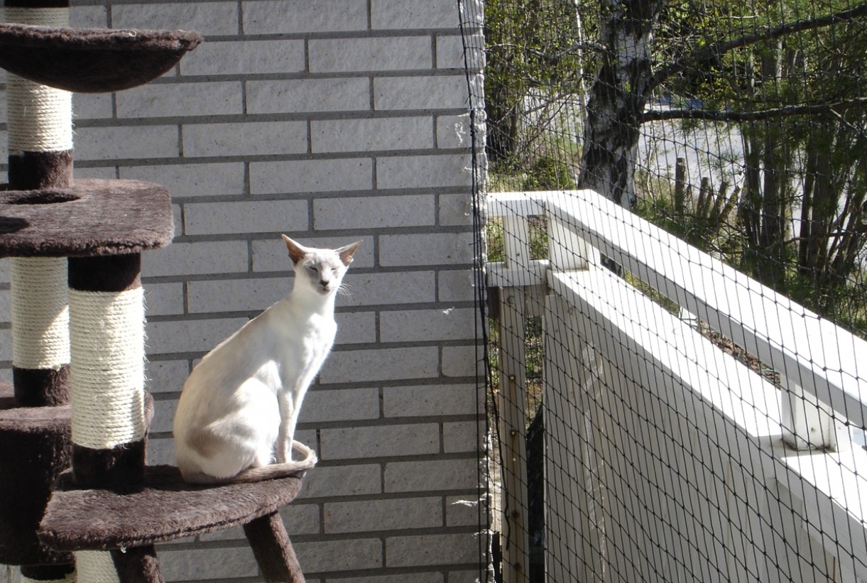 En altan kan være en stor berigelse for katte – forudsat at altanen er katte-sikker
