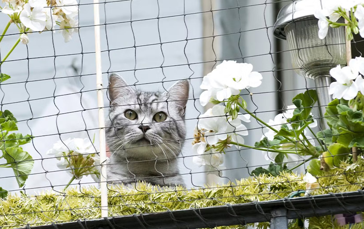 En altan kan være en stor berigelse for katte – forudsat at altanen er katte-sikker