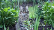 Stop katte i at bruge din have som toilet med en frugt, de hader lugten af