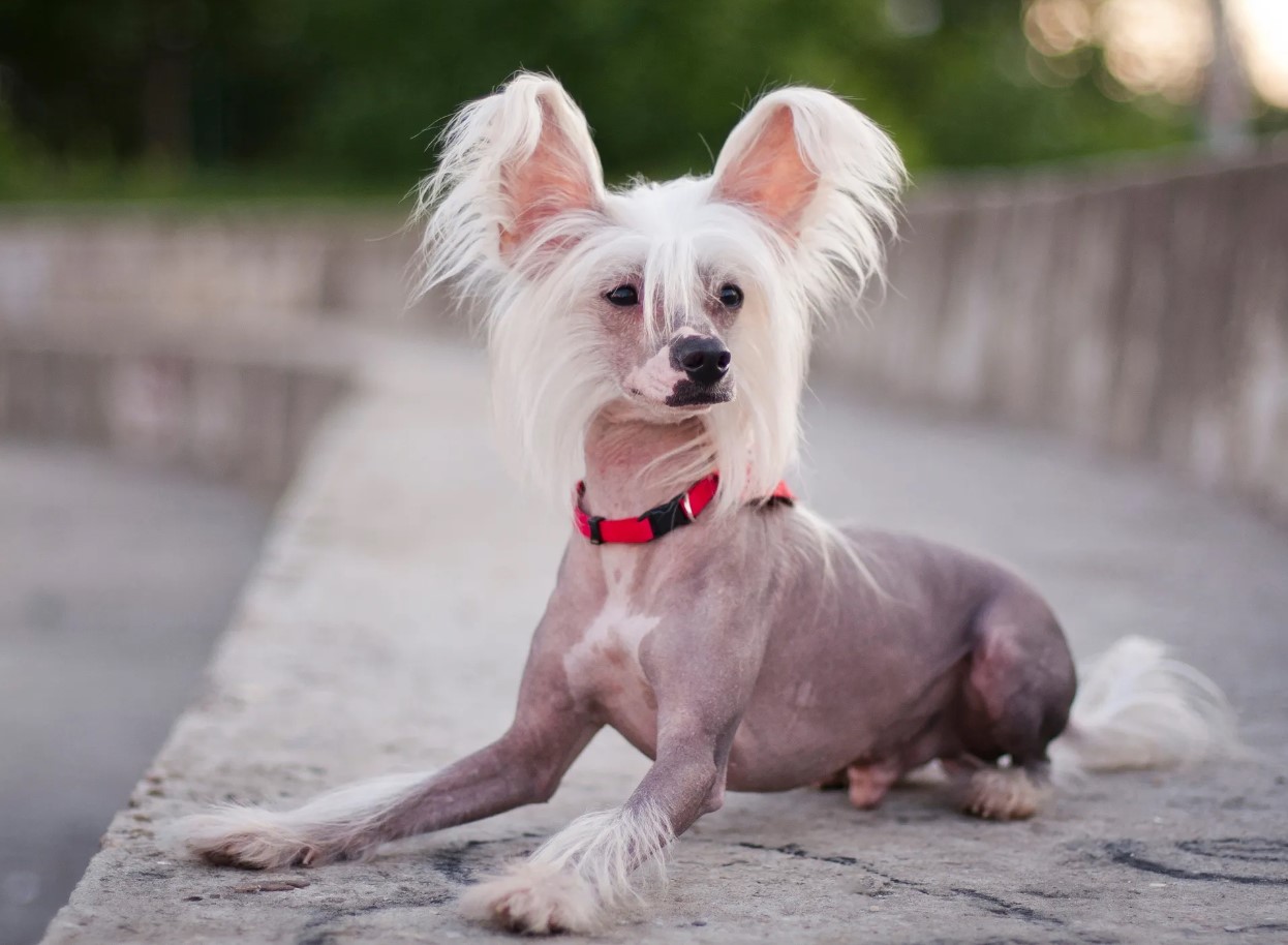 Kinesisk krøllhund