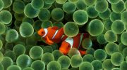 'Shrinking Nemo': mindre klovnefisk slår alarm om havets opvarmning