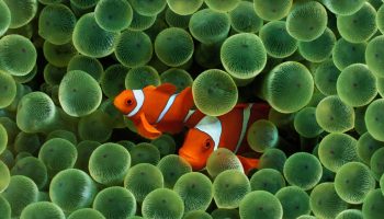 'Shrinking Nemo': mindre klovnefisk slår alarm om havets opvarmning
