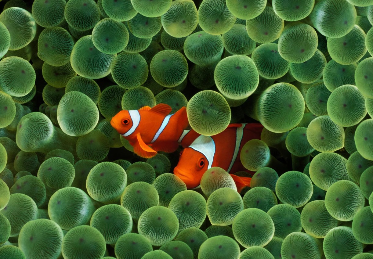 'Shrinking Nemo': mindre klovnefisk slår alarm om havets opvarmning