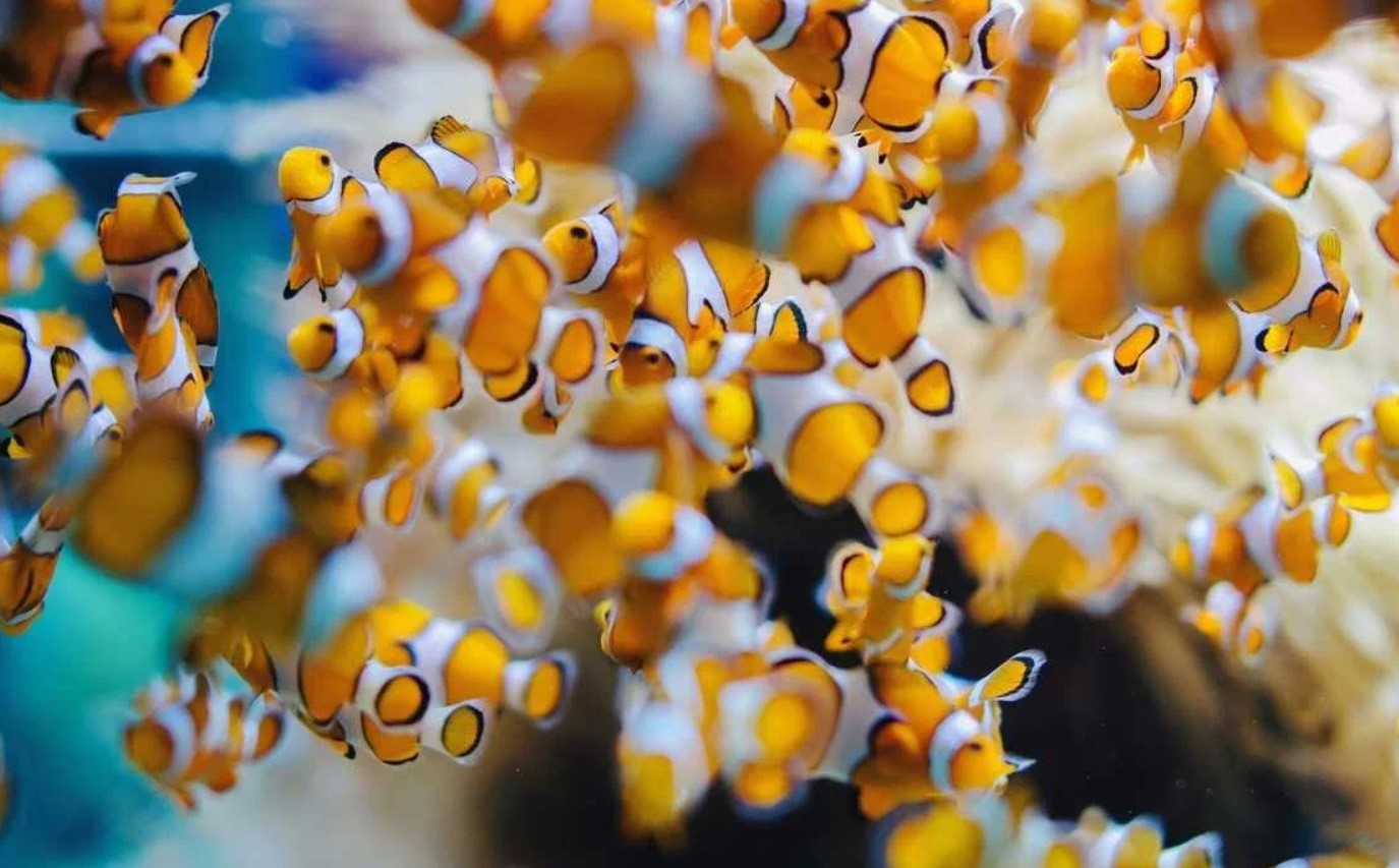 'Shrinking Nemo': mindre klovnefisk slår alarm om havets opvarmning
