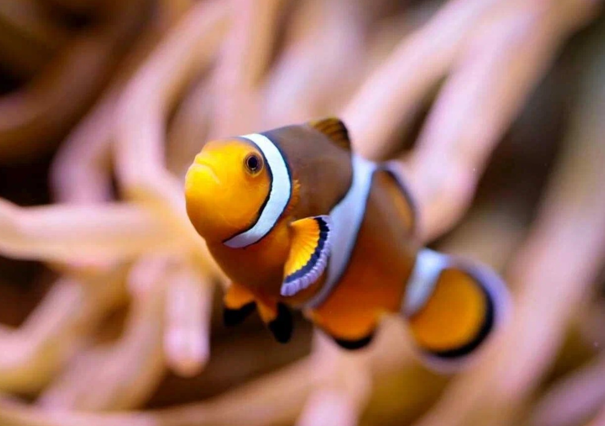 'Shrinking Nemo': mindre klovnefisk slår alarm om havets opvarmning