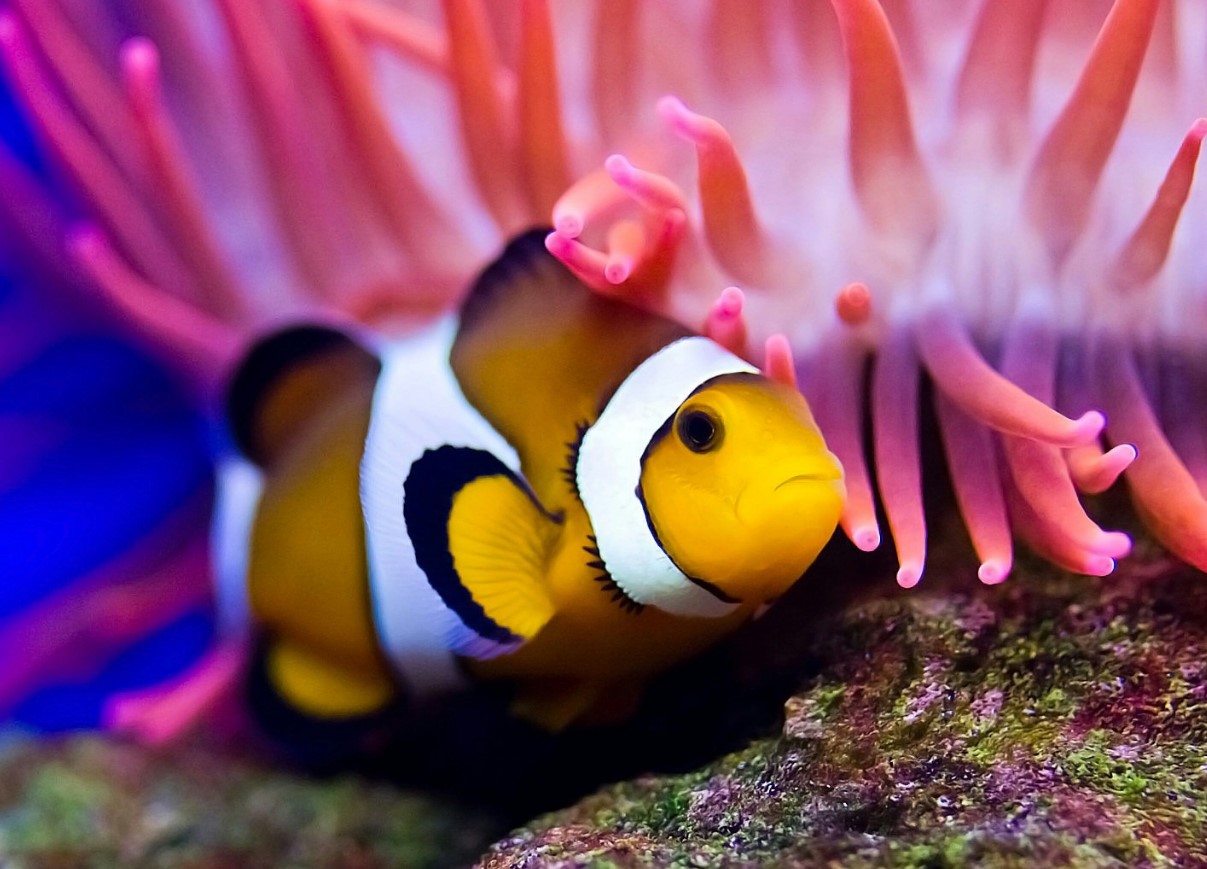 'Shrinking Nemo': mindre klovnefisk slår alarm om havets opvarmning
