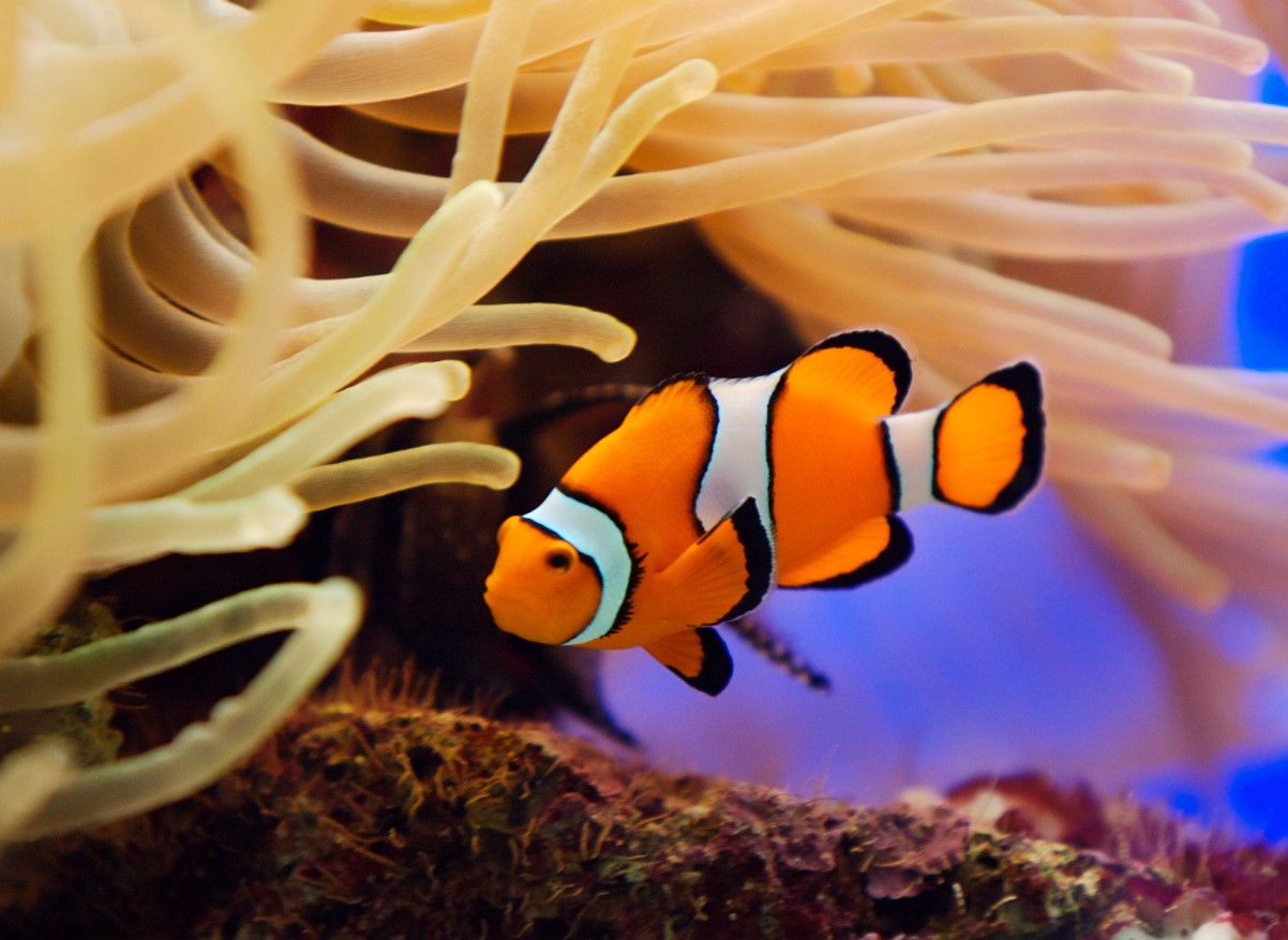 'Shrinking Nemo': mindre klovnefisk slår alarm om havets opvarmning