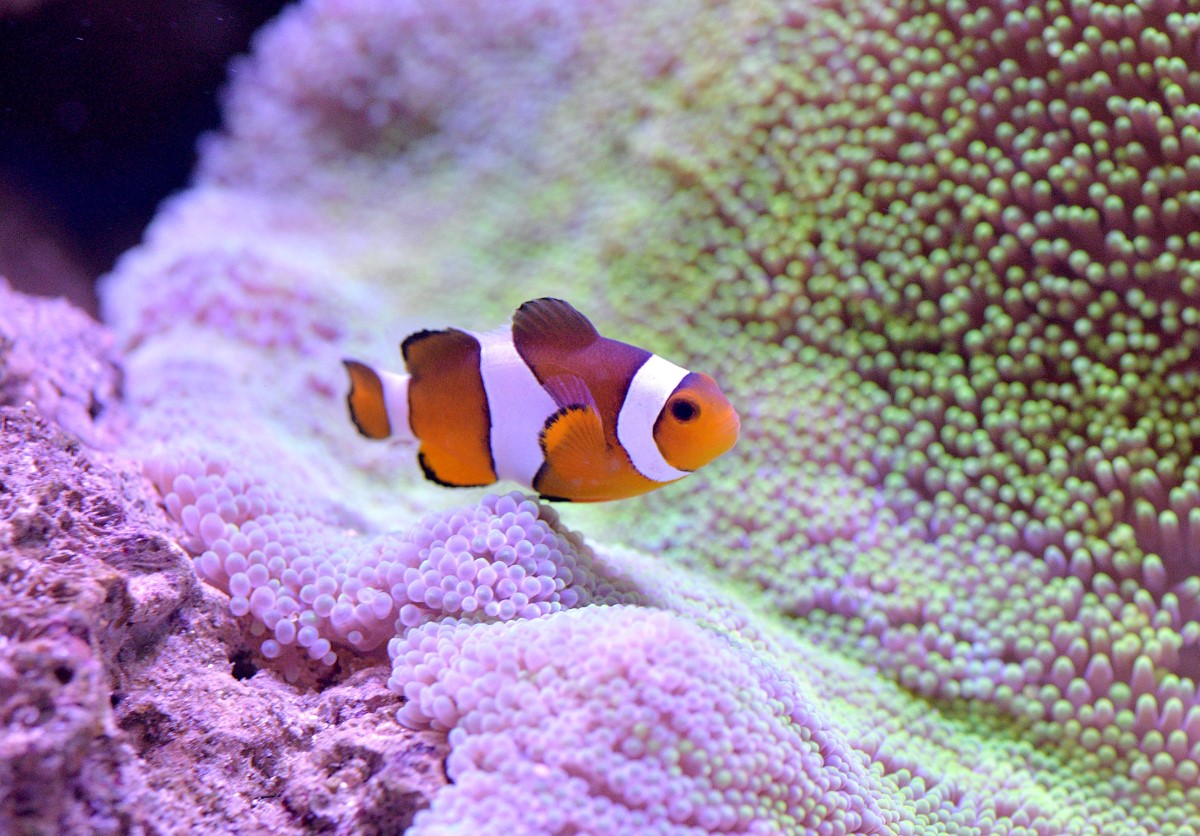 'Shrinking Nemo': mindre klovnefisk slår alarm om havets opvarmning
