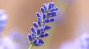 I juni skal du drysse dette pulver over lavendel: dens smukke blomster vil glæde dig indtil efteråret.