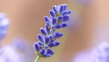 I juni skal du drysse dette pulver over lavendel: dens smukke blomster vil glæde dig indtil efteråret.