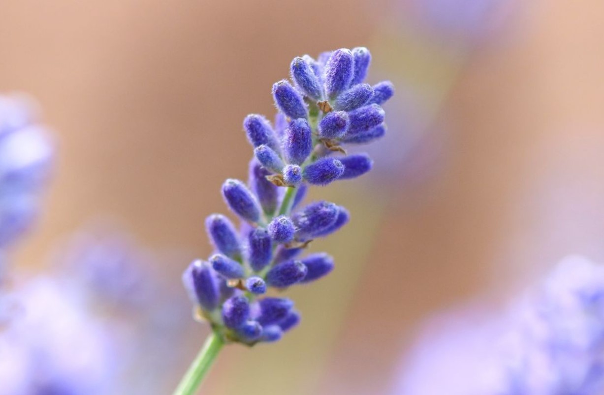 I juni skal du drysse dette pulver over lavendel: dens smukke blomster vil glæde dig indtil efteråret.