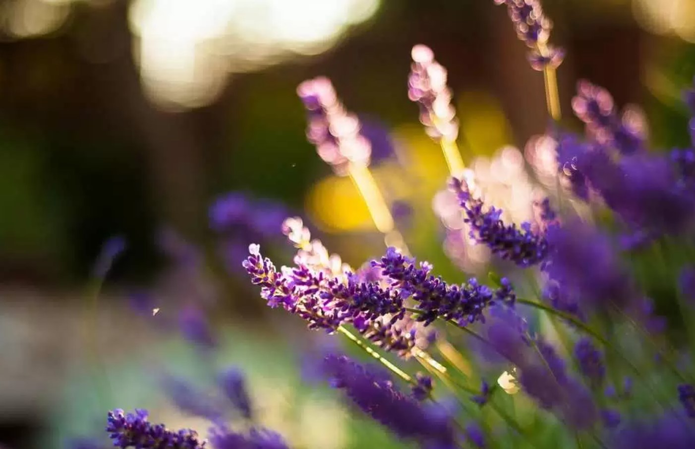 I juni skal du drysse dette pulver over lavendel: dens smukke blomster vil glæde dig indtil efteråret.