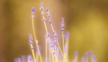 Lavendel får større blomster, hvis gartnere undgår 1 almindelig opgave i juni