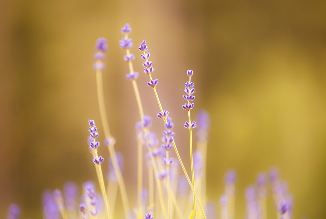Lavendel får større blomster, hvis gartnere undgår 1 almindelig opgave i juni