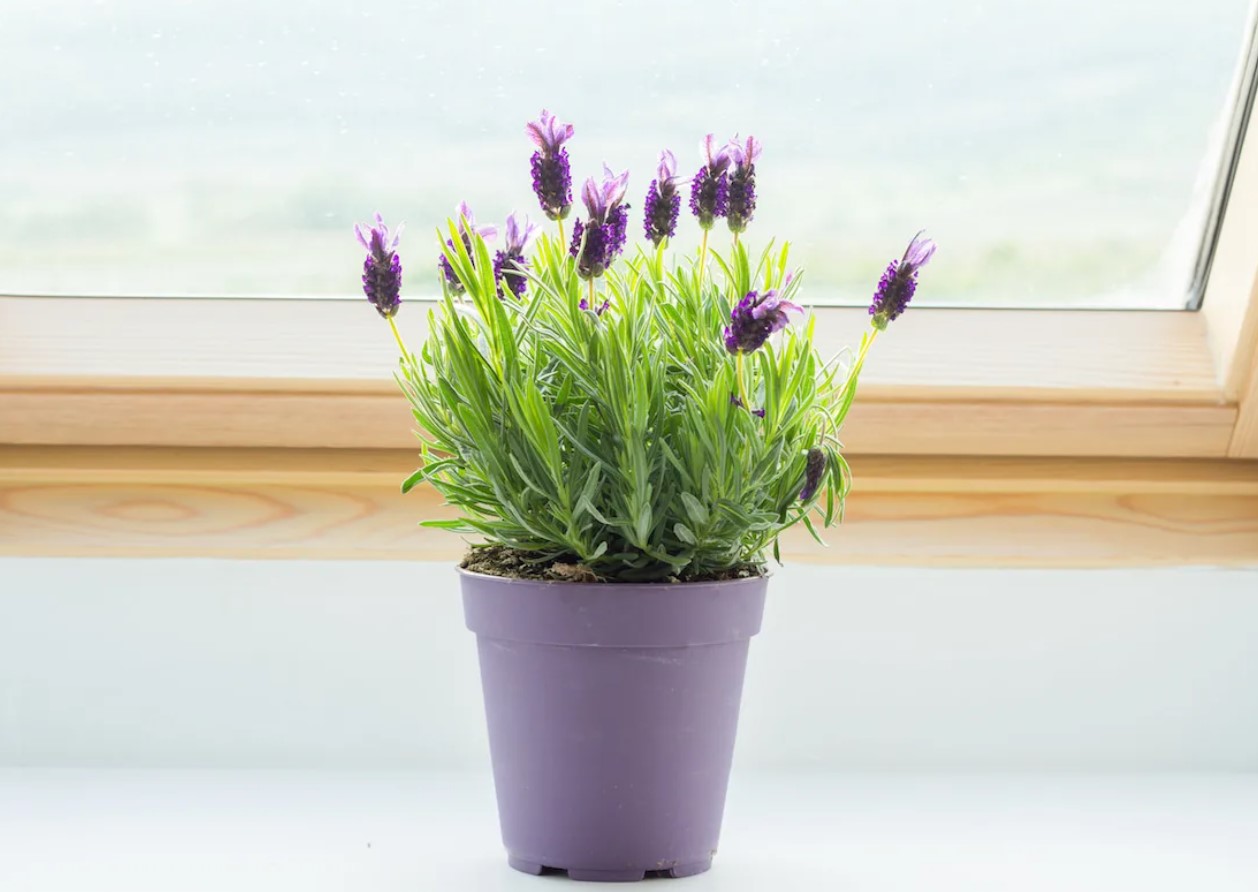 Afskræk myrer fra at komme ind i dit hjem ved at placere 1 smuk plante ved vinduerne