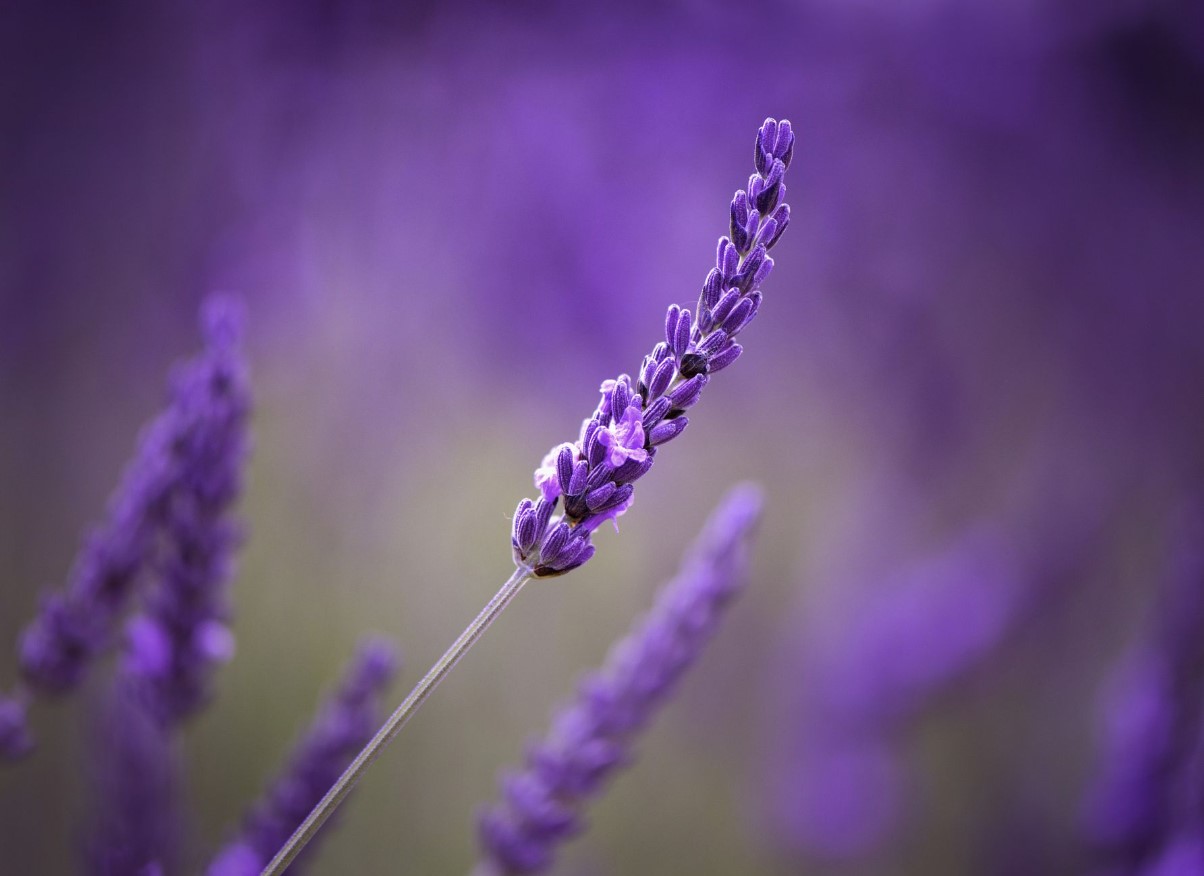Lavendel får større blomster, hvis gartnere undgår 1 almindelig opgave i juni