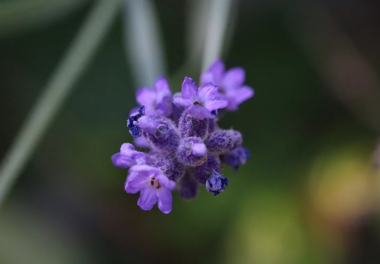 Lavendel får større blomster, hvis gartnere undgår 1 almindelig opgave i juni
