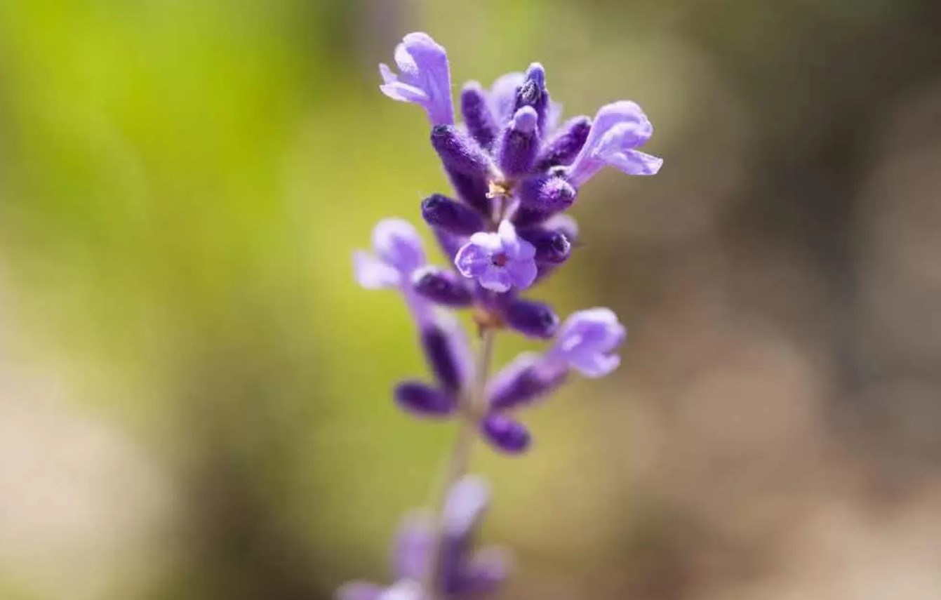 Lavendel får større blomster, hvis gartnere undgår 1 almindelig opgave i juni