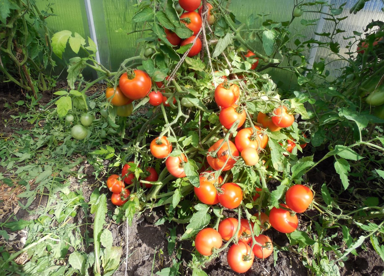 Hvordan man korrekt former lavtvoksende tomatbuske: råd fra gartnere