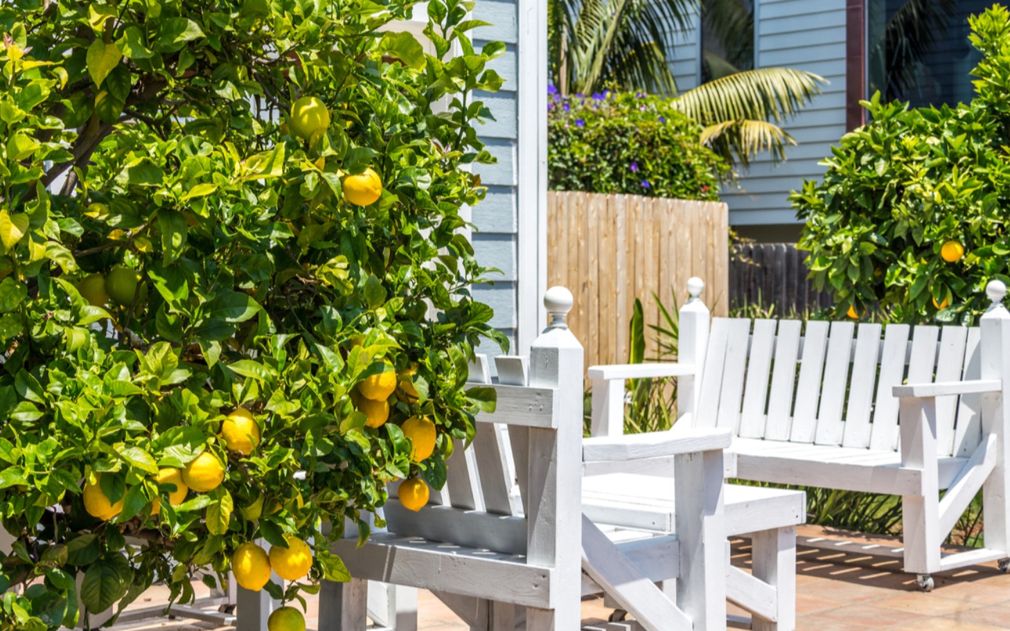 lemon tree