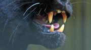 Fælderne er sat, men dyret slipper væk: I Bulgarien fanges et af de farligste rovdyr