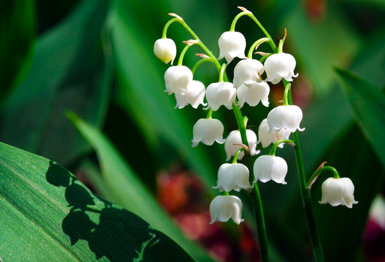 Blomster-morder: en plante, der ødelægger hele haven – bag skønheden gemmer sig en ægte fjende af haven
