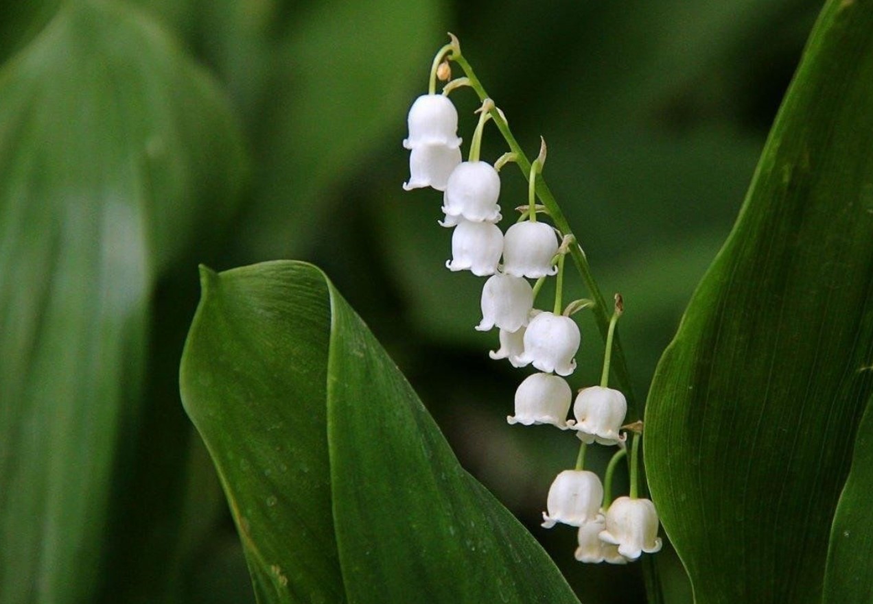 Blomster-morder: en plante, der ødelægger hele haven – bag skønheden gemmer sig en ægte fjende af haven