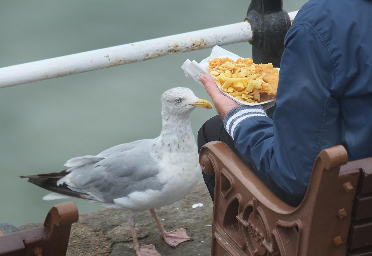 Disse hvide fugle beder dig om brød — men det kan koste dem livet