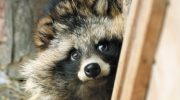 Pels krave på besøg. Fem spørgsmål om den asiatiske mårhund